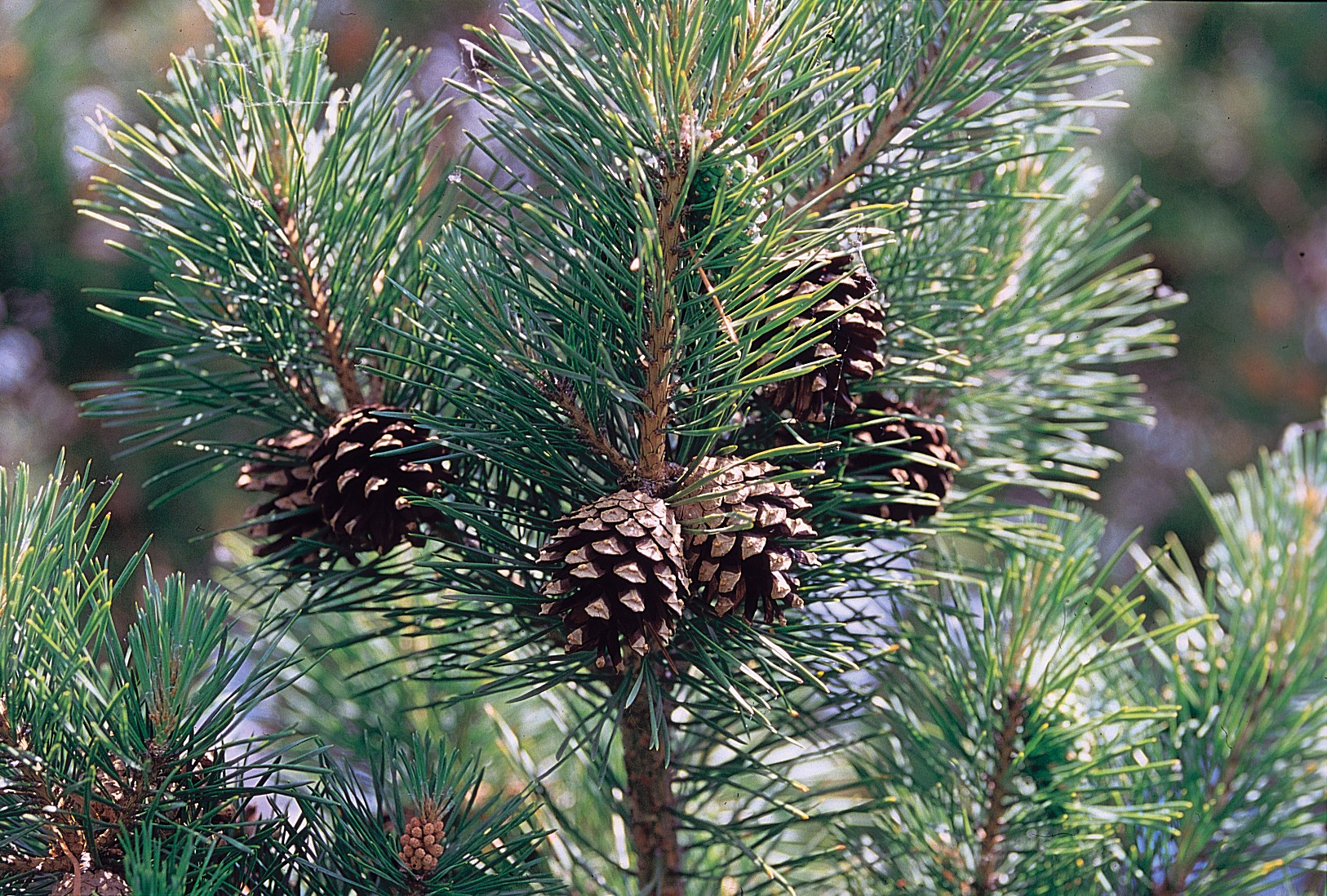 Rastlina Pinus sylvestris